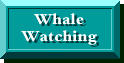 Whale Watching