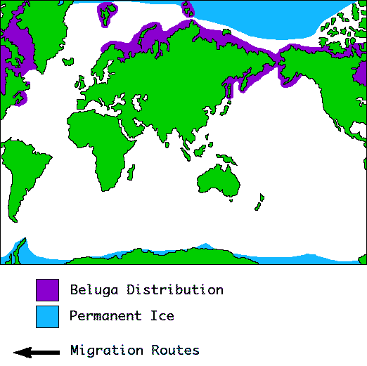 Blue whale Distribution Map