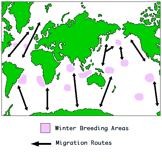 Blue whale Distribution Map