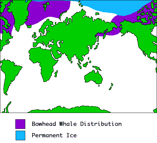 Bowhead whale Distribution Info