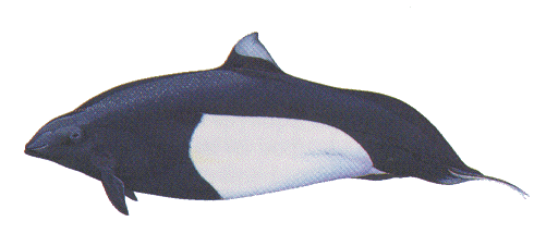 Dalls Porpoise image