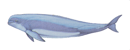 Finless Porpoise image