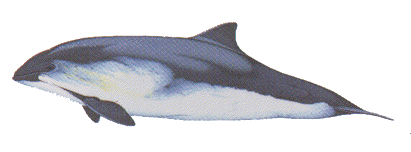 harhour Porpoise image