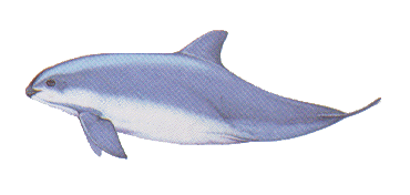 Vaquita image