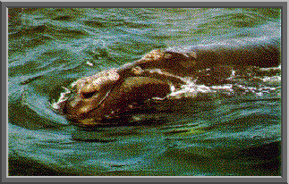 Right whale image