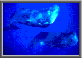 Sperm whale image