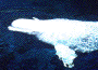 Beluga