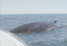 Finback Whale