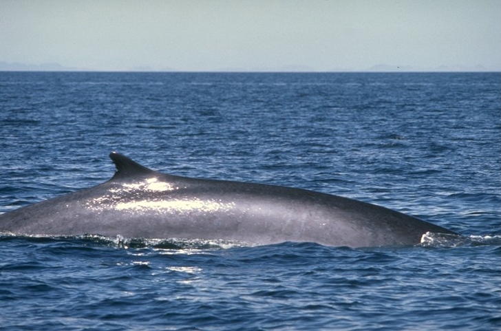 Fin whale