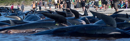 Pilot whale stranding - Farewell Spit, New Zealand, 10 February, 2017