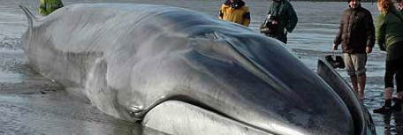 Fin whale stranding Courtmacsherry Bay, Cork, Ireland 15 January, 2009