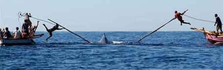 A group of skilled fishermen using only their bodies and extraordinary bravery to catch 75ft-long sperm whales to provide enough food and materials for their whole village.