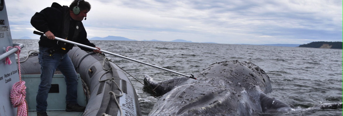 Skinny Grey Whales