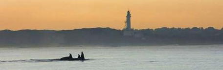 Sightings of whales, such as this pod of five killer whales at the entrance to Port Phillip Bay, Victoria, are increasing.