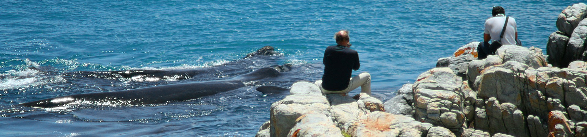 Land based whale watching and photography