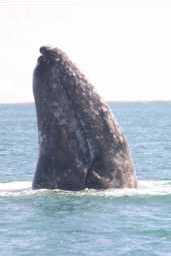 Gray whale spyhop