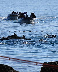 Taiji, Japan Dolphin Slaughter