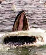 Humpback feeding