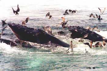 Humpback Whales Feeding