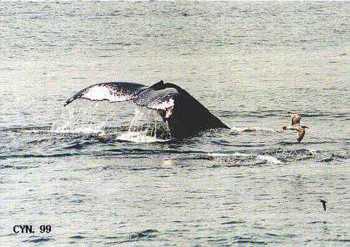 Humpback Whale Tail