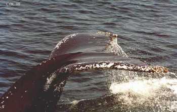 Humpback Whale Tail