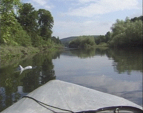 Risso's Dolphin downstream