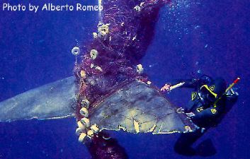 Tangled Sperm Whale tail