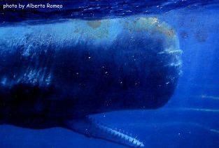 Sperm Whale Mouth Opens