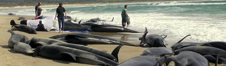 Mass stranding Hamelin Bay, Western Australia 23 March,2009