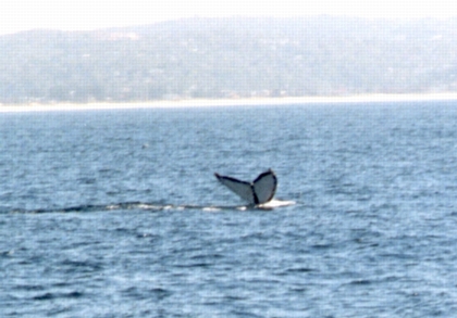 Humpback Tail